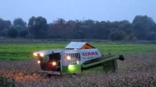 Maize/Corn harvesting with Claas Mega 350