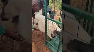 Weighing our sheep.