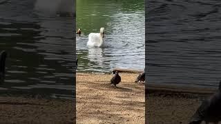 Swan On Barnes Pond