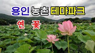 연꽃단지 | 아름답게 조성된 체험 휴식 공원 | 가족휴양처