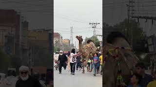 Qurbani2025️say mashallah camel entry️ #cow #qurbanvlogs #cowgoat #funny #cattleworld #farmanimal