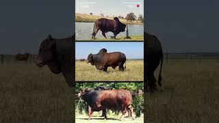  RED SINDHI CATTLE BREED  Biggest Bulls And Cow  #bulls #nelore #redsindhicow