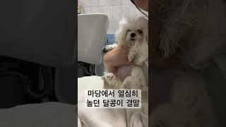 마당에서 놀다 집사한테 잡힌썰 #강아지브이로그 #강아지유튜브 #강아지일상 #말티즈