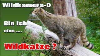 Wildkatze oder Hauskatze? So erkennst du den Unterschied!