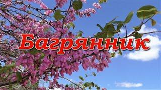 Багрянник/ Cercis