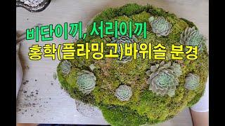 #비단이끼 #서리이끼 #홍학(플라밍고) 바위솔 분경