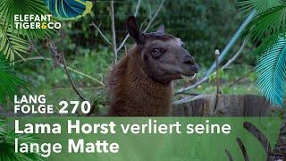 Nichts als Scherereien (Langfolge 270) | Elefant, Tiger & Co. | ARD