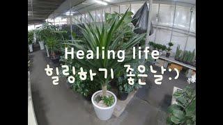 힐링하러 꽃구경가요,홈가든:Let's go to the healing flowers, home garden