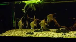 One years Pterophyllum altum