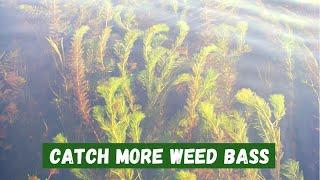 How to Find Bass in Large Grass Flats