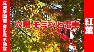 喜多見不動堂今日見てきた！２０２４年１２月３日成城学園の紅葉穴場モミジきれい　I saw it today! Kitami Fudodo Autumn leaves are so beautiful