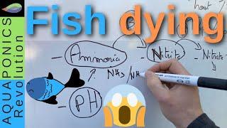 Why fish dying in aquaponics