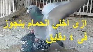 حطينا فياجرا للحمام حيخلي عندك مزرعه حمام