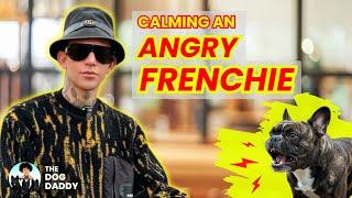 Training An Angry Frenchie (A full Guide To Deal With Aggression In Dogs)// The Dog Daddy.