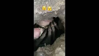 Massive and Terrifying Spider Discovered (Must See) Scary Comp