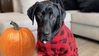 Labrador Plays With A Pumpkin For The First Time!!