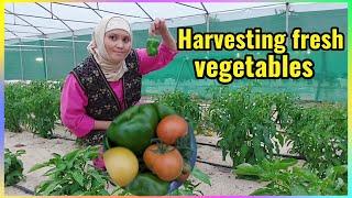 Harvesting fresh vegetables/Healthy vegetables/Precious M Vlog