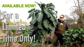 LIMITED TIME OFFER! Dan's Perennial Tree Collard / Tree Kale Seeds AVAILABLE NOW! 3 DAY'S ONLY!!!