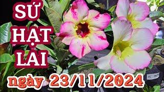 SỨ HẠT LAI ngày 23/11/2024 ADENIUM ZALO 05 8383 2400 @UCTHUBonsaiCanTho