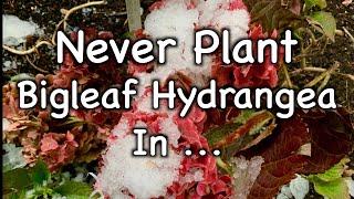 Never Plant Hydrangea Macrophylla If You Live In USDA Zone 5 Or Colder!