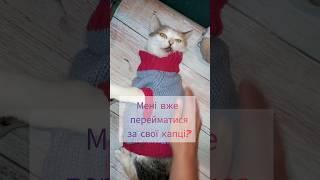 Як одягти котика?#shorts #animals #funnyshorts #cat #kitten #котики #funnyanimals