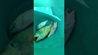 fishing at the pier catch a (robecki) (mutton snapper)