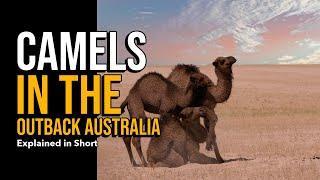 Feral Camels in Australia: Impacts and Management