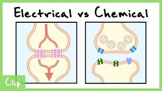 Electrical vs Chemical Synapse Explained (Gap Junctions) | Clip