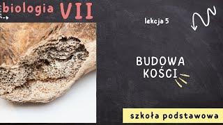 Biologia 7 [Lekcja 5 - Budowa kości]