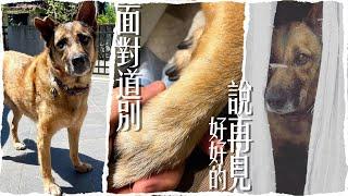 離別的課題！面對道別，讓我們好好的說再見！｜@熊爸估狗dogtrainer