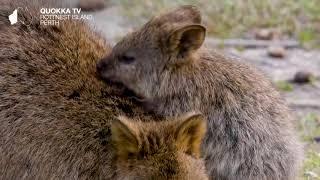 Quokka TV