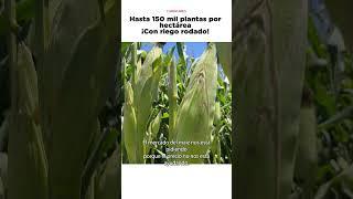 Hasta 150 mil plantas por hectárea en #maíz #agricultura