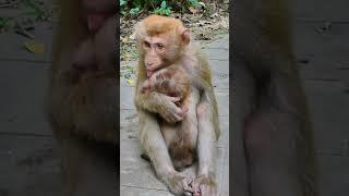 02-07-25 adorable Monkey #abandonedmonkey #monkey #poormonkey #funnymonkey