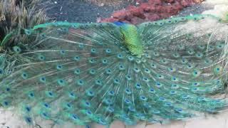 Peacock Mating 22