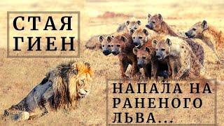 That's what a REAL FRIEND means... Wildlife. Lion Attacked by Clan of Hyenas. Watch until the end!