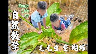 自然教学EP1 毛毛虫变蝴蝶｜ 你见过吗？｜2分钟视频｜看完毛毛虫的一生｜亲子生态探索｜亲子活动｜蝴蝶蜕变｜蜕变过程｜成长记录｜一起探索｜大自然教室｜快速学习｜儿童生活教育｜简单易懂｜陪伴孩子一起学习