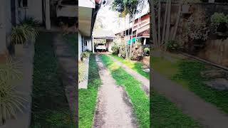 The morning play time of Our German Shepherd Dog , "Blue" ‍ #cute GSD #germanshepherd #doglover