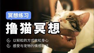 【治愈系冥想】和猫咪一起冥想，开启未曾设想的撸猫姿势｜52冥想