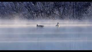 Zwei Nilgänse auf der Kirnach. Mit der Canon EOS R5 und dem Objektiv RF 800 gefilmt.