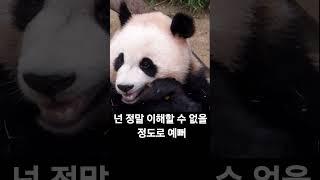 판다적으로 넌 너무 예뻐 에버랜드 판다월드 후이바오
