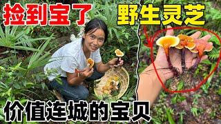 Wild Lingzhi｜發財了發財了，居然在山裡發現了罕見的野生靈芝，小琴高興壞了