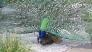 Peacock Mating 3