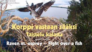 Korppi riepottelee sääkseä / Osprey fights with a raven (2021)