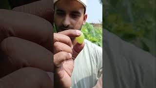 Silver Grapes Review  | Unique & Sweet Desi Grape Variety from Pakistan