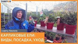 Карликовые ели - посадка и уход | Советы биолога 7ЦВЕТОВ