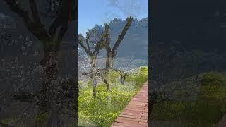 The Magnificent Gardens of Augustus: A Must-Visit for any Capri Trip