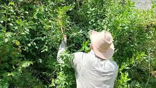 Harvesting Feral Blue Passion Fruit (Passiflora caerulea) from Alpine Cliffs at Lake Garda