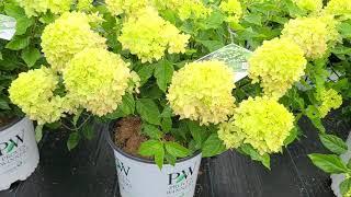 Hydrangea Little Lime® // STUNNING,⭐️POPULAR, Easy to Grow Panicle Hydrangea from Proven Winners®!