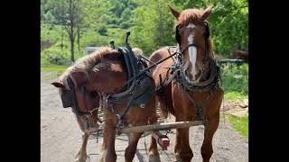 Runaway Amish horse damages Wellsville NY Country Club golf course