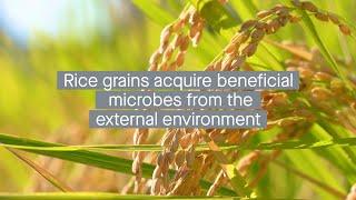 Understanding the origination, distribution and transmission of rice grain-borne microbes